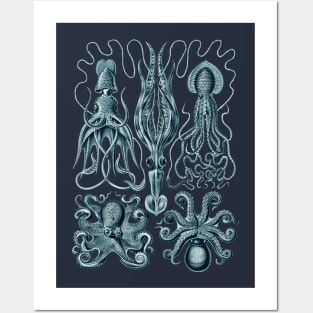 Ernst Haeckel Gamochonia Octopus Cerulean Posters and Art